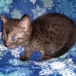 Mau, smoke, male, DOB 10-13-20