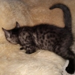 Mau, smoke, male, DOB 10-13-20