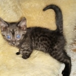 Mau, smoke, male, DOB 10-13-20