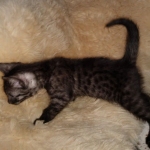 Mau, smoke, male, DOB 10-13-20