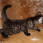 Mau, smoke, male, DOB 10-13-20