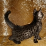 Mau, smoke, male, DOB 10-13-20