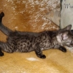 Mau, smoke, male, DOB 10-13-20
