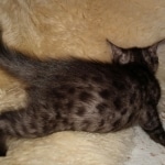 Mau, smoke, female, DOB 10-13-20