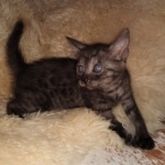 Mau, smoke, female, DOB 10-13-20