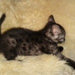 Mau, smoke, female, DOB 10-13-20