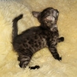 Mau, smoke, female, DOB 10-13-20