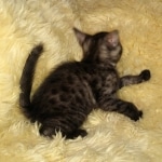 Mau, smoke, female, DOB 10-13-20