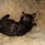 Mau, smoke, female, DOB 10-13-20