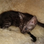 Mau, smoke, female, DOB 10-13-20