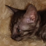 Mau, smoke, female, DOB 10-13-20