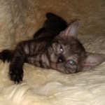 Mau, smoke, female, DOB 10-13-20