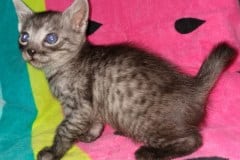 Yadi Egyptian Mau Smoke Male #2 DOB 2-17-20