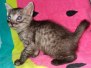 Yadi Egyptian Mau Smoke Male #2 DOB 2-17-20