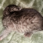 Mau, smoke, Male, DOB 2-17-20