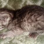 Mau, smoke, Male, DOB 2-17-20