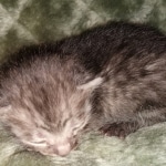 Mau, smoke, Male, DOB 2-17-20