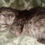 Mau, smoke, Male, DOB 2-17-20