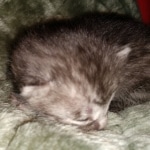 Mau, smoke, Male, DOB 2-17-20