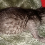 Mau, smoke, Male, DOB 2-17-20