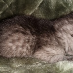 Mau, smoke, Male, DOB 2-17-20