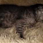 Mau, smoke, Male, DOB 2-17-20