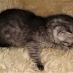 Mau, smoke, Male, DOB 2-17-20