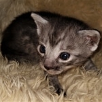 Mau, smoke, Male, DOB 2-17-20