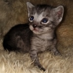 Mau, smoke, Male, DOB 2-17-20