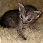 Yadi, Mau, smoke, Male, DOB 2-17-20
