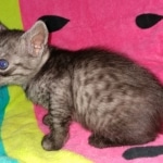 Yadi, Mau, smoke, Male, DOB 2-17-20