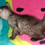 Yadi, Mau, smoke, Male, DOB 2-17-20