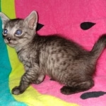 Yadi, Mau, smoke, Male, DOB 2-17-20