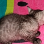 Yadi, Mau, smoke, Male, DOB 2-17-20