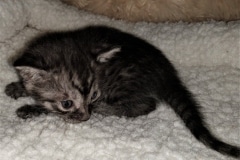 Bandit, Egyptian Mau, Smoke Male #2 DOB 8-3-19