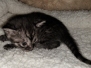 Bandit, Egyptian Mau, Smoke Male #2 DOB 8-3-19