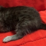 Mau, SMoke, Male, DOB 8-3-19