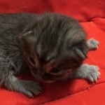 Mau, SMoke, Male, DOB 8-3-19