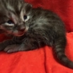 Mau, SMoke, Male, DOB 8-3-19