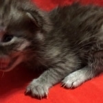 Mau, SMoke, Male, DOB 8-3-19