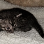 Mau, SMoke, Male, DOB 8-3-19