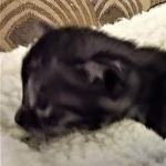 Mau, SMoke, Male, DOB 8-3-19