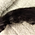 Mau, SMoke, Male, DOB 8-3-19