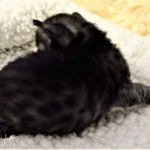 Mau, SMoke, Male, DOB 8-3-19