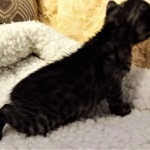 Mau, SMoke, Male, DOB 8-3-19