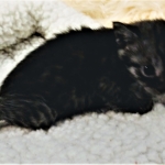 Mau, SMoke, Male, DOB 8-3-19