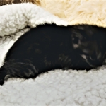 Mau, SMoke, Male, DOB 8-3-19