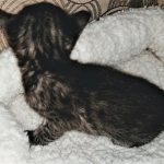 Mau, SMoke, Male, DOB 8-3-19