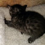 Mau, SMoke, Male, DOB 8-3-19