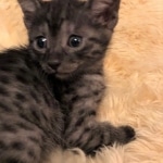 Mau, SMoke, Male, DOB 8-3-19